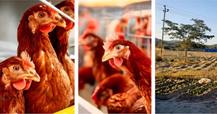 minister chadzamira applauds youth empowerment through poultry project in masvingo west